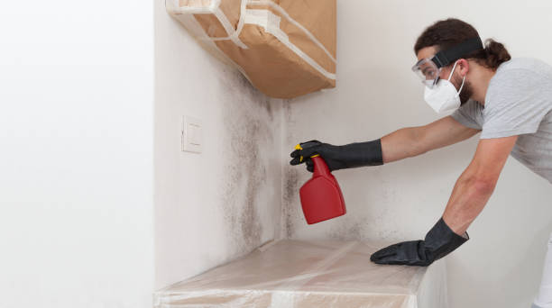 Basement Mold Remediation treatment on basement walls in Auburndale